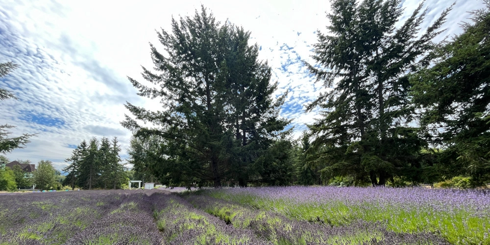 Riding through the lavendar farms of Sequim.