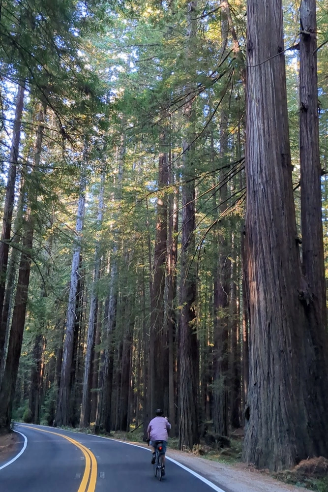 Cycling through the giants of the Redwoods on the California coastal bike route stretch.