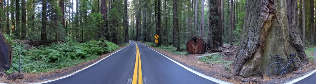 Take in the giants of the Redwoods as you starting cycling the California coast.