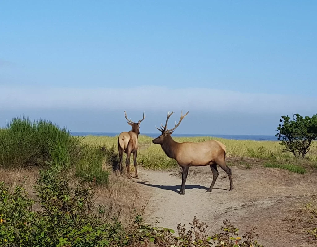 There is wild life everywhere on the Pacific Coast bike rotue.