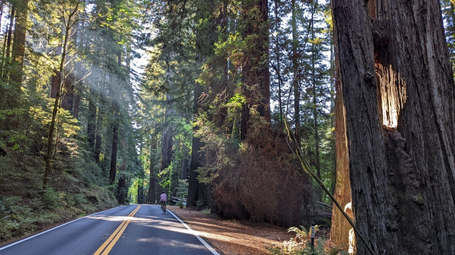 Ride through the Redwoods National Park and be in awe of the giants around you.
